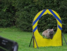 Welpen Cairn Terrier Zucht