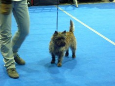 Welpen Cairn Terrier Zucht