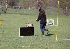 Welpen Cairn Terrier Zucht