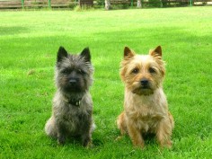 Welpen Cairn Terrier Zucht