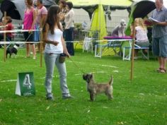 Welpen Cairn Terrier Zucht