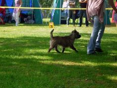 Welpen Cairn Terrier Zucht