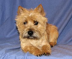 Welpen Cairn Terrier Zucht