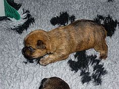 Welpen Cairn Terrier Zucht