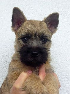 Welpen Cairn Terrier Zucht