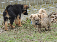 Welpen Cairn Terrier Zucht