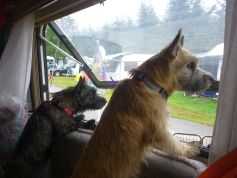 Welpen Cairn Terrier Zucht