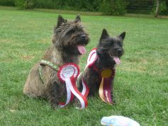 Welpen Cairn Terrier Zucht