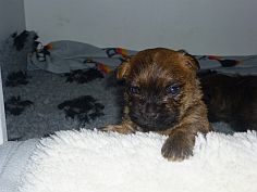 Welpen Cairn Terrier Zucht