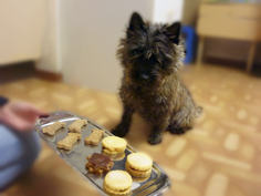 Welpen Cairn Terrier Zucht