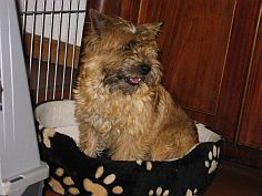 Welpen Cairn Terrier Zucht