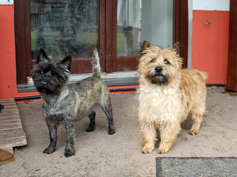 Welpen Cairn Terrier Zucht