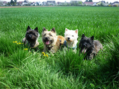 Welpen Cairn Terrier Zucht