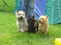 Welpen Cairn Terrier Zucht