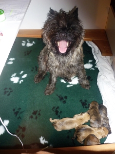 Welpen Cairn Terrier Zucht