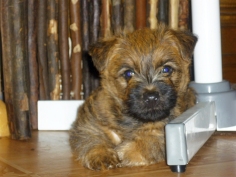 Welpen Cairn Terrier Zucht