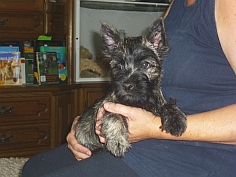 Welpen Cairn Terrier Zucht