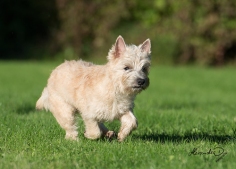 Welpen Cairn Terrier Zucht