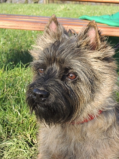 Welpen Cairn Terrier Zucht