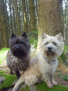 Welpen Cairn Terrier Zucht