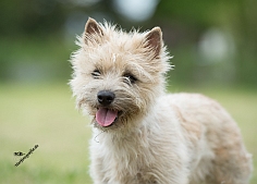 Welpen Cairn Terrier Zucht