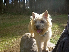 Welpen Cairn Terrier Zucht