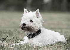 Welpen Cairn Terrier Zucht