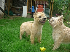 Welpen Cairn Terrier Zucht