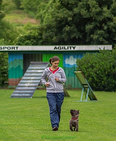 Welpen Cairn Terrier Zucht