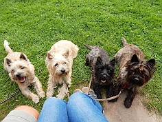 Welpen Cairn Terrier Zucht