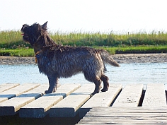 Welpen Cairn Terrier Zucht