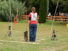 Welpen Cairn Terrier Zucht