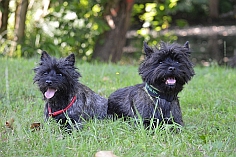 Welpen Cairn Terrier Zucht