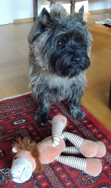 Welpen Cairn Terrier Zucht