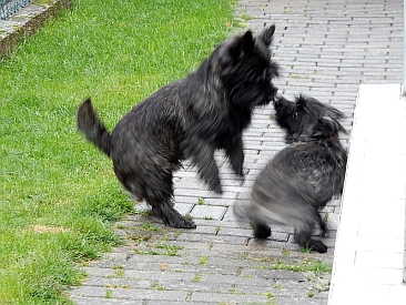 Welpen Cairn Terrier Zucht