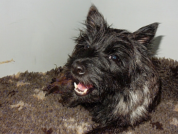 Welpen Cairn Terrier Zucht