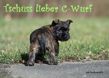 Welpen Cairn Terrier Zucht