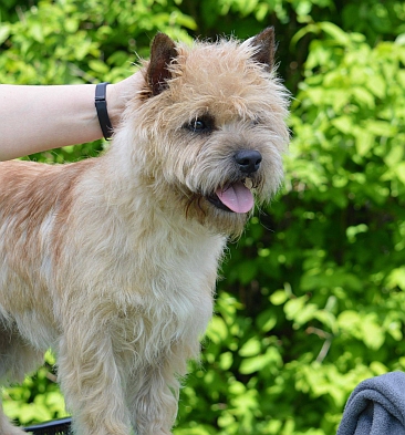 Welpen Cairn Terrier Zucht