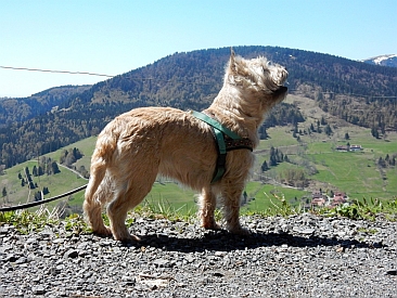 Welpen Cairn Terrier Zucht