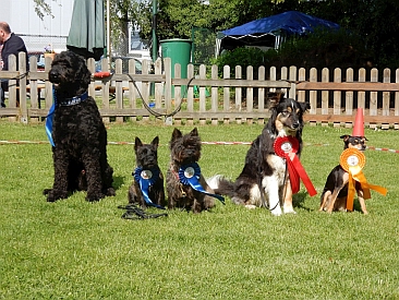 Welpen Cairn Terrier Zucht