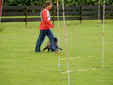 Welpen Cairn Terrier Zucht