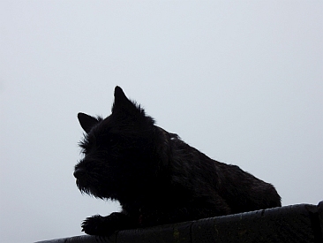 Welpen Cairn Terrier Zucht