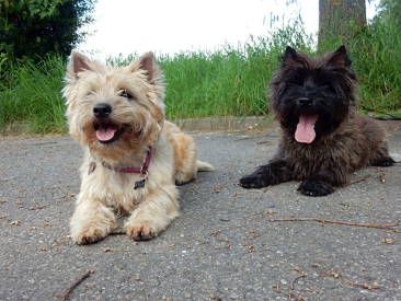 Welpen Cairn Terrier Zucht