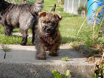 Welpen Cairn Terrier Zucht