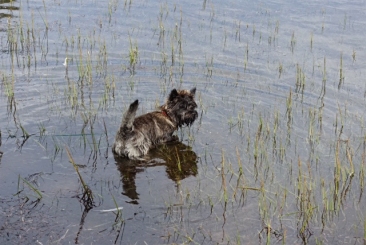 Welpen Cairn Terrier Zucht