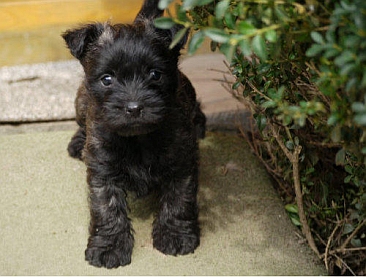 Welpen Cairn Terrier Zucht