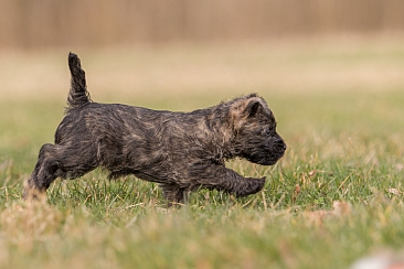 Welpen Cairn Terrier Zucht