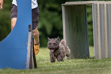 Welpen Cairn Terrier Zucht