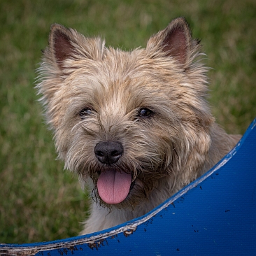 Welpen Cairn Terrier Zucht