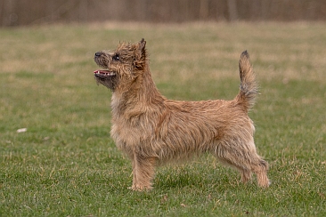 Welpen Cairn Terrier Zucht